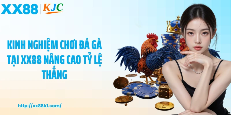 Kinh nghiệm chơi đá gà tại XX88 nâng cao tỷ lệ thắng